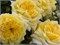 Надя Мейандекор Nadia Meillandecor 2349