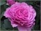 Лавендер Айс Lavender Ice 2442