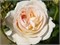 Лионс Роуз Lions Rose 2453