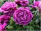 Минерва Minerva 2467