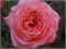 Пинк Абунданс Pink Abundance 2485