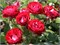 Роз Дер Айнхайт Rose der Einheit 2498