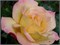 Роз Дер Хофнун Rose der Hoffnung 2499