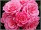 Тиклед пинк Tickled Pink 2516