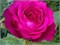 Гете Johann Wolfgang von Goethe Rose 2568