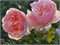 Принцесса Шарлин де Монако (Princesse Charlene de Monaco) 2614