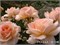 Чандос Бьюти Chandos Beauty 2629