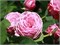 Дьюранс Ансьон Роза (Durance Ancian Rosa) 2662