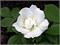 Морден Сноубьюти (Morden Snowbeauty) 2692