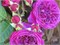 Парпл Лодж Purple Lodge 2697
