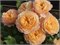Роз Де Жерберуа (Rose De Gerberoy) 2702