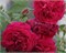 Тесс д'Эрбервиль Tess of the d'Urbervilles 2257