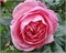 Кёлнер Флора Kölner Flora 2669