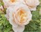 Крокус Роуз Crocus Rose 2240