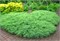 Агнешка (Juniperus horizontalis Agnieszka) 2801