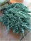 Айси Блю (Juniperus horizontalis Icee Blue) 2806