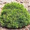Альберта Глоуб (Picea glauca Alberta Globe) 2815