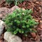 Альпин Стар (Abies koreana Alpine Star) 2820