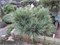 Амба (Pinus koraiensis Amba) 2821