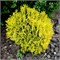 Амбер Глоу (Thuja occidentalis Amber Glow) 2822
