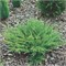 Андорра Компакт (Juniperus horizontalis Andorra Compact) 2831