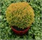 Анниек (Thuja occidentalis Aniek) 2838