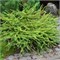 Аретуза Бог (Larix laricina Arethusa Bog) 2841