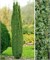 Арнольд (Juniperus communis Arnold) 2845