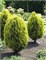 Ауреа Нана (Thuja orientalis Aurea Nana) 2851
