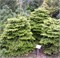 Барабитс Компакт (Abies nordmanniana Barabits Compact) 2860