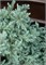 Бейби Блю (Chamaecyparis pisifera Baby Blue) 2863
