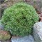 Бенджамин (Pinus mugo Benjamin) 2868