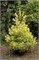 Беннет О.Д. (Pinus strobus Bennet O.D.) 2873
