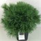 Бергманс Мини (Pinus strobus Bergman's Mini) 2874