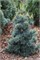 Блауер Энгель (Pinus parviflora Blauer Engel) 2886