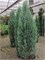 Блю Айвори (Juniperus scopulorum Blue Ivory) 2899
