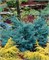 Блю Альпс (Juniperus chinensis Blue Alps) 2901