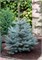 Блю Даймонд (Picea pungens Blue Diamond) 2905