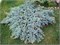 Блю Карпет (Juniperus squamata Blue Carpet) 2907