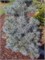 Блю Кловерс (Pinus strobus Blue Clovers) 2910