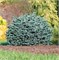 Блю Мун (Chamaecyparis pisifera Blue Moon) 2911