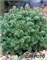 Блю Мэджик (Abies koreana Brilliant) 2912