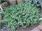 Блю Пасифик (Juniperus conferta Blue Pacific) 2913