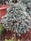 Блю Планет (Chamaecyparis pisifera Blue Planet) 2915