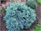Блю Стар (Juniperus squamata Blue Star) 2919