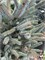 Блю Стар (Picea glauca Blue Star) 2921