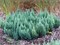 Блю Форест (Juniperus sabina Blue Forest) 2923