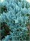 Блю Чип (Juniperus horizontalis Blue Chip) 2928