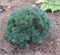 Блю Шэг (Pinus strobus Blue Shag) 2930