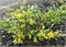 Блю энд Голд (Juniperus pfitzeriana Blue and Gold) 2937